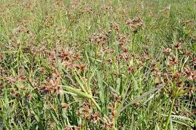 Image result for Pycreus mundtii