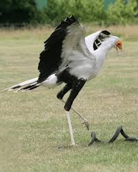 Maybe you would like to learn more about one of these? Gorgeous Eyelashes Of The Secretary Bird Discvr Blog