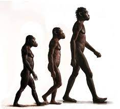 Their decades of winning one victory after another while we trail after their long shadow are going to end now for sure. Australopithecus Afarensis John Gurche Paleo Artist