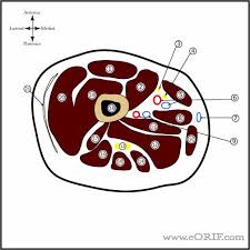 Chapter 15 • neuro anatomy chapter 16 • thoracic anatomy chapter 17 • abdominopelvic anatomy chapter 18 • musculoskeletal anatomy. Thigh Cross Section Eorif