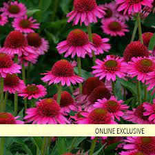Delicious Candy Coneflower Echinacea Hybrid Echinacea Fuchsia Plant Fragrant Flowers