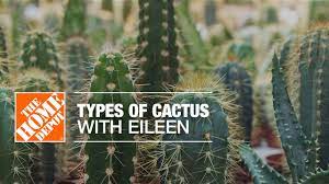 Check out how to successfully grow indoor a bigger cactus plant has a smaller surface area to volume ratio, which decreases the amount of water. Types Of Cactus Plants The Home Depot