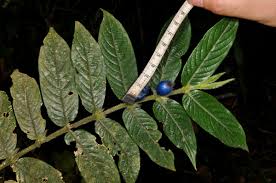 Image result for Lasianthus