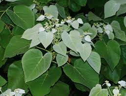 Image result for Melochia