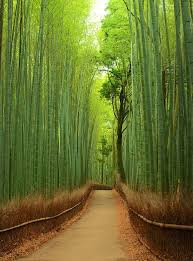 You get what you pay for 13. Sagano Bamboo Forest Arashiyama Japan Bamboo Forest Japan Places To See Places To Go
