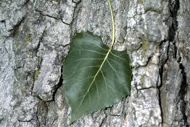 Image result for Populus deltoides