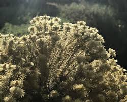 Image result for Phylica