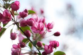 Image result for images A Pleasing Aroma To God