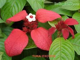 Indiaplants Com Plant Details