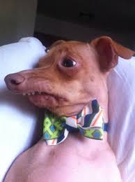 Tuna Melts My Heart The Underdog With The Overbite Tuna Melts Our Hearts Tuna Dog Chiweenie Puppies And Kitties