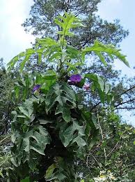 The sonoran desert is a north american desert and ecoregion which covers large parts of the southwestern united states and of northwestern mexico. Image Montanoa Bipinnatifida Biolib Cz
