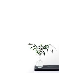 Black And White Plants Aesthetic 17 Perfect Aesthetic Minimalist Decortez Plant Aesthetic Plant Wallpaper Plants