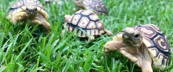 Giant South African Leopard Tortoise For Sale Online Baby