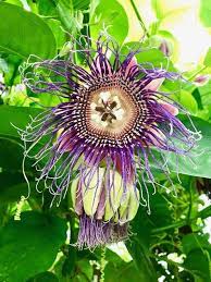 Pin By Marika Patarakoska On Flores De Maracuja Passiflora Passiflora Passion Flower Flowers