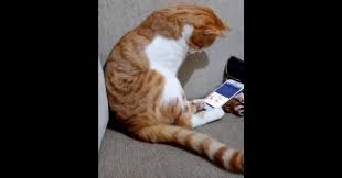 Yanlis Yakistirma Olen Sahibinin Fotografini Telefonda Goren Kedi Anadolu Kedisi