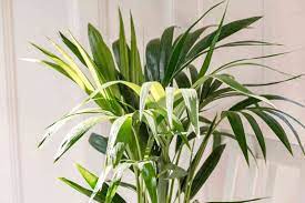 382), a tiny piece of land off the east coast of australia. Kentia Palm Indoor Plant Care Growing Guide