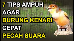 We did not find results for: 7 Tips Membuat Kenari Cepat Gacor Dan Kicau Keras Youtube