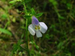 Image result for Pycreus pumilus