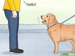Maybe you would like to learn more about one of these? 4 Ways To Stop Dogs From Barking At People Wikihow