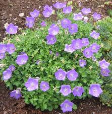 Blue Clips Bellflower Campanula Carpatica Blaue Clips Zone 3 8 Light Sun To Shade Water Moderate Size 6 8 Tall X 12 Flower Garden Bellflower Plants