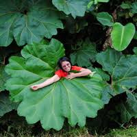 PDF) Vegetación y flora del Parque Nacional Llanganates | Alina  Freire-Fierro - Academia.edu