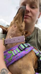 Could a chicken-based puppy food cause itching in a 5-month-old  Goldendoodle?