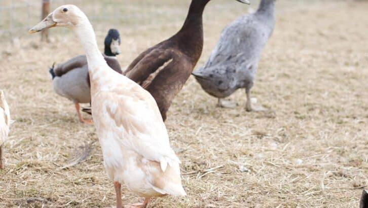 The Ultimate Breed Guide For The Indian Runner Duck | The Rustic Elk