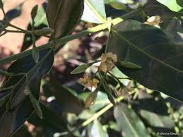 Image result for Kraussia floribunda