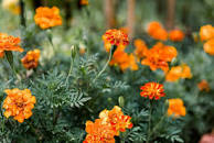 Image result for flowers that need full sunlight