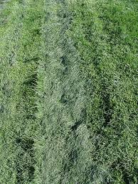 When dethatching your entire lawn use a power dethatcher over the lawn in a pattern that covers the grass only once. Xtremehorticulture Of The Desert Bermudagrass Lawn Requires Dethatching To Look Good
