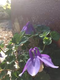 Image result for Aquilegia flabellata ministar
