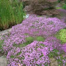 Kruiptijm Thymus Praecox Coccineus Planten Vaste Planten Rotsplanten