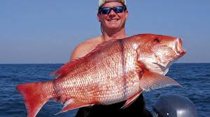 How big do red snapper get? Species Spotlight Red Snapper Louisiana Sportsman