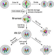 Gibco media, fbs & reagents offer a reliable solution for all your cell culture needs. Cell Death Response To Anti Mitotic Drug Treatment In Cell Culture Mouse Tumor Model And The Clinic In Endocrine Related Cancer Volume 24 Issue 9 2017