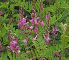 Image result for Indigofera emarginella