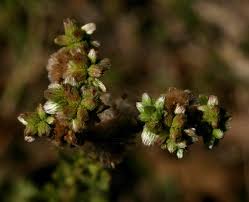 Image result for Neojeffreya