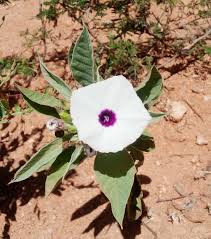 Image result for Astripomoea lachnosperma