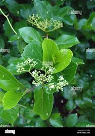 Image result for Premna velutina