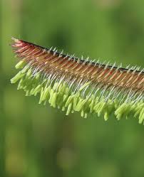 Image result for Cayratia gracilis