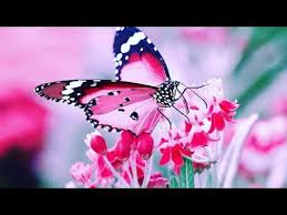 Showcase your business with custom client binders, proposals and reports, or design unique wedding albums, recipe books and photo albums. Beautiful Butterflies Photo Slideshow Youtube