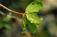 Image result for Ochna pulchra