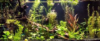 Best Led Aquarium Lighting For Healthy Plants In 2020 Fish Tank Planted Aquarium Plants