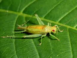 Image result for Tridactyle virginea