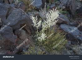 Image result for Aerva javanica