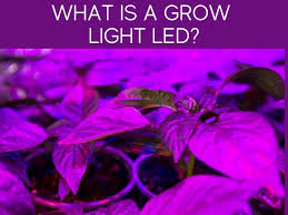 That is why we, instead, turn to many people tend to get it twisted between regular led lights and led grow lights as far as they role they play in the growth of indoor plants is concerned. Can Regular Led Lights Be Used As Grow Lights Greenhouse Today