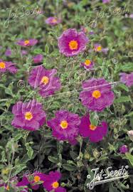 Image result for Cissus guerkeana