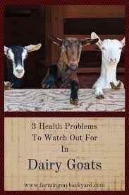 3 Health Problems To Watch Out For In Dairy Goats Dairy Goats Goats Goat Farming