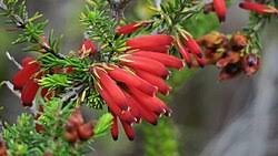 Image result for Erica simii