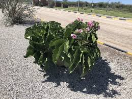 Image result for Adenium boehmianum