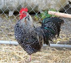 First known use of plymouth rock. Plymouth Rock Insteading Chicken Breeds Guide
